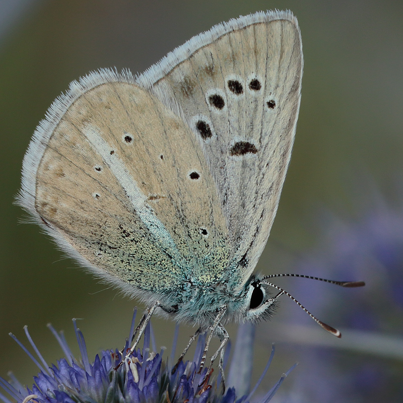 Polyommatus zapvadi