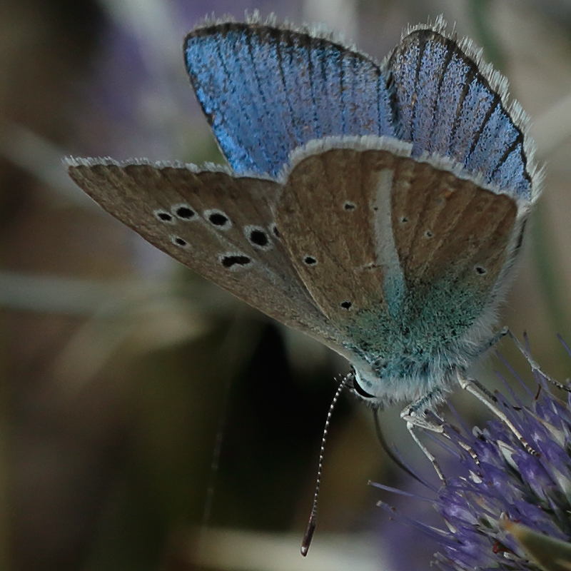 Polyommatus zapvadi