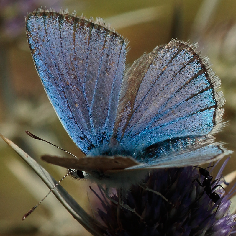 Polyommatus zapvadi