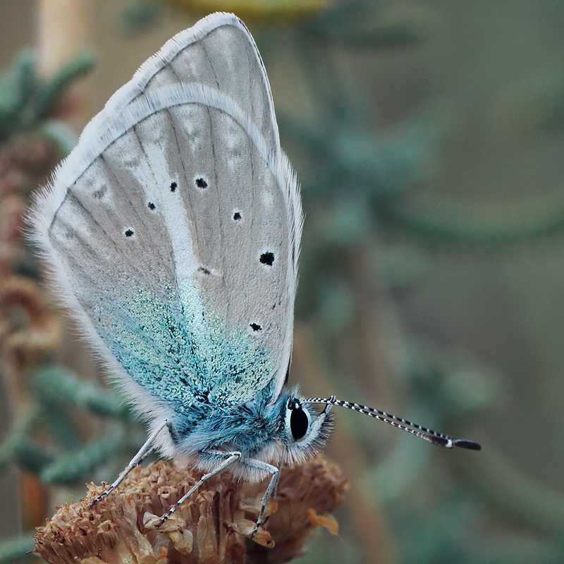 Polyommatus vanensis