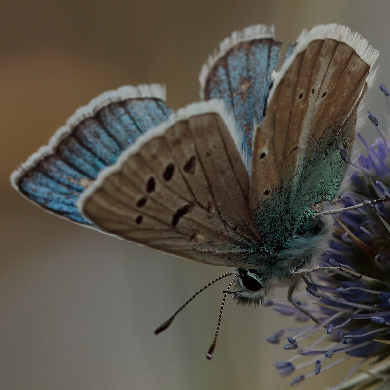 Polyommatus baytopi