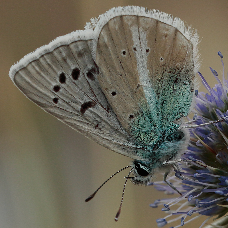 Polyommatus baytopi