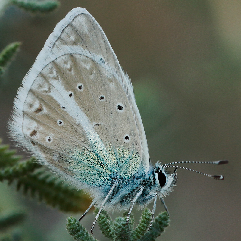 Polyommatus baytopi