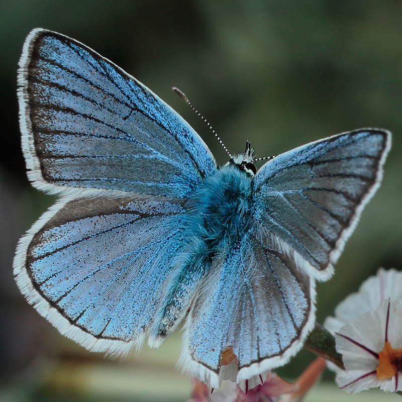 Polyommatus baytopi