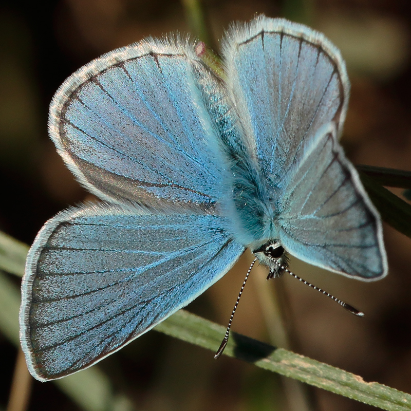 Polyommatus phigenia