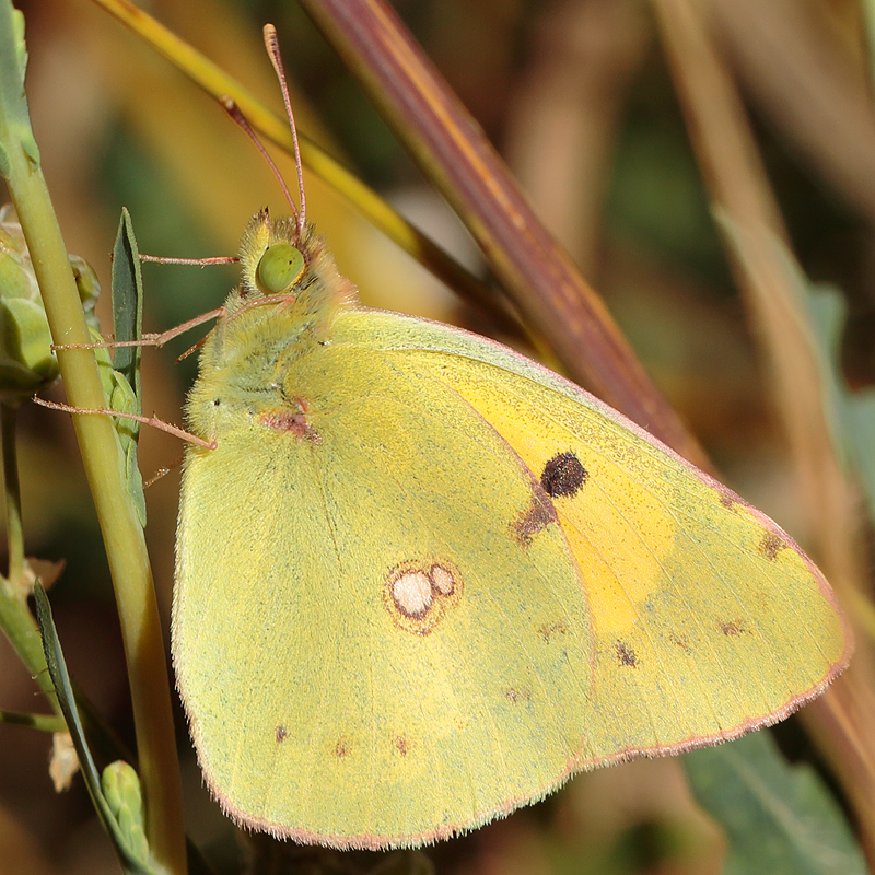 Colias sp