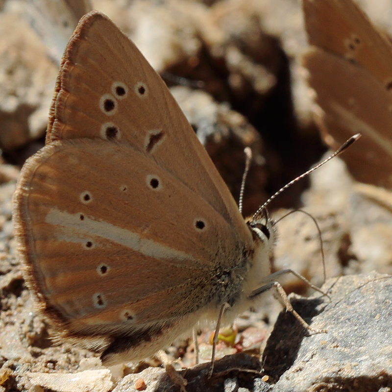 Polyommatus dantchenkoi kanduli