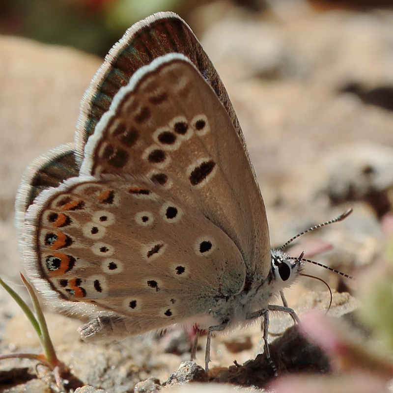 Agriades alcedo