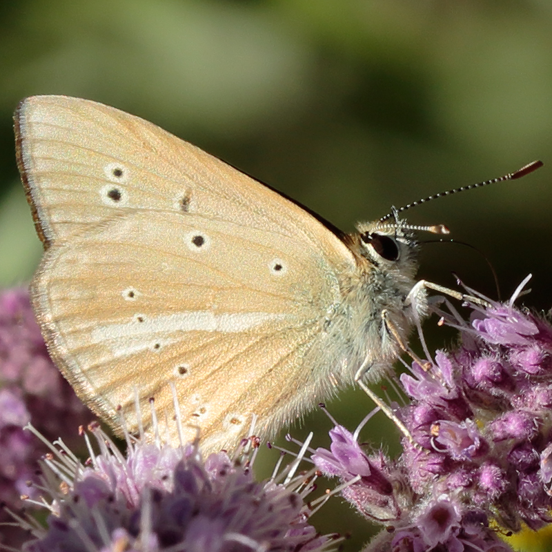 Polyommatus ripartii paralcestis