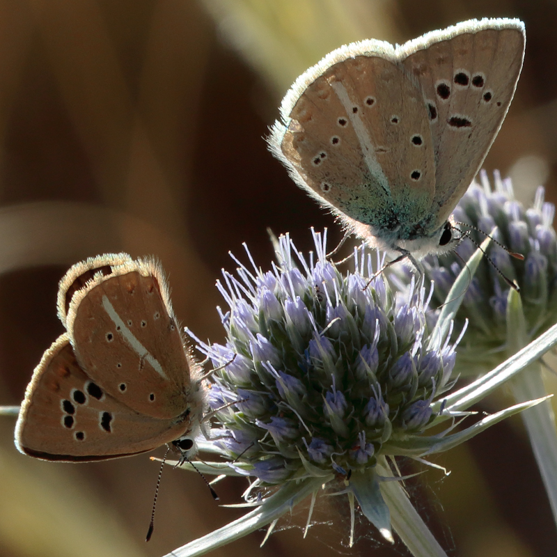 Polyommatus surakovi sekercioglui