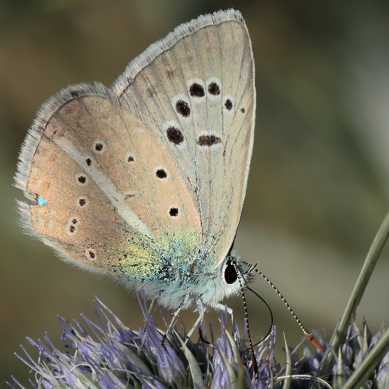 Polyommatus surakovi sekercioglui