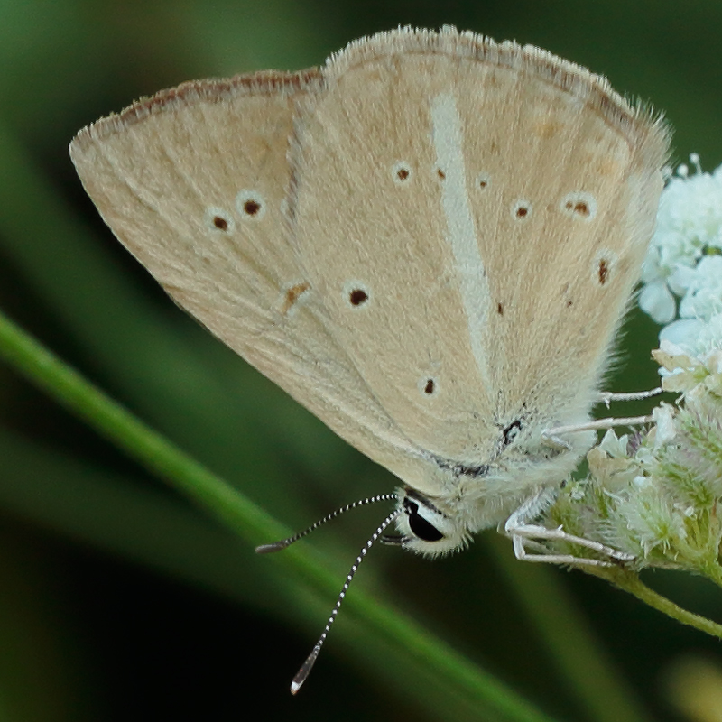 Polyommatus ripartii paralcestis