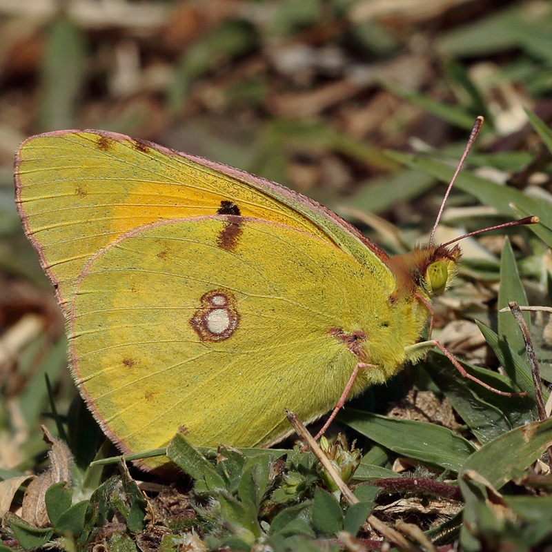 Colias sp