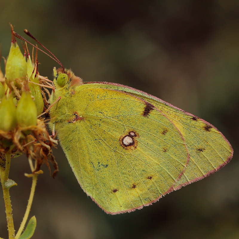 Colias sp