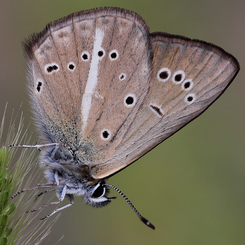 Polyommatus demavendi