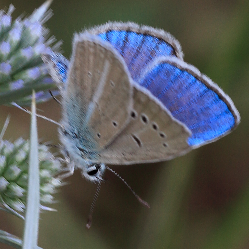 Polyommatus sp