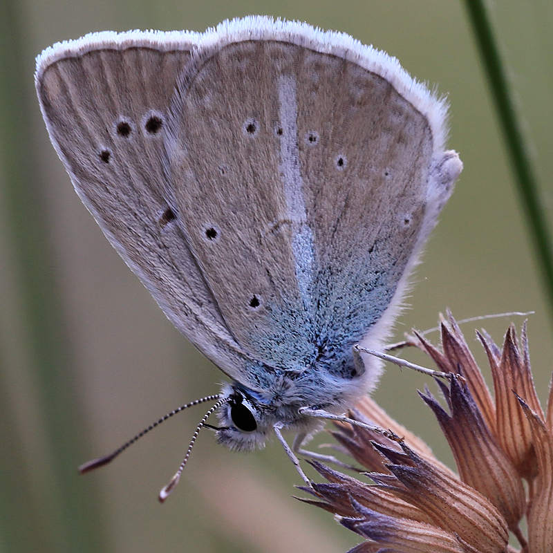 Polyommatus sp