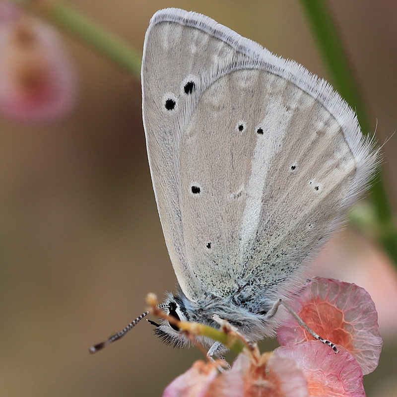 Polyommatus wagneri iphiactis