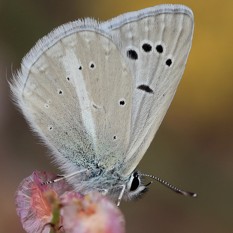 Polyommatus damocles tortumensis