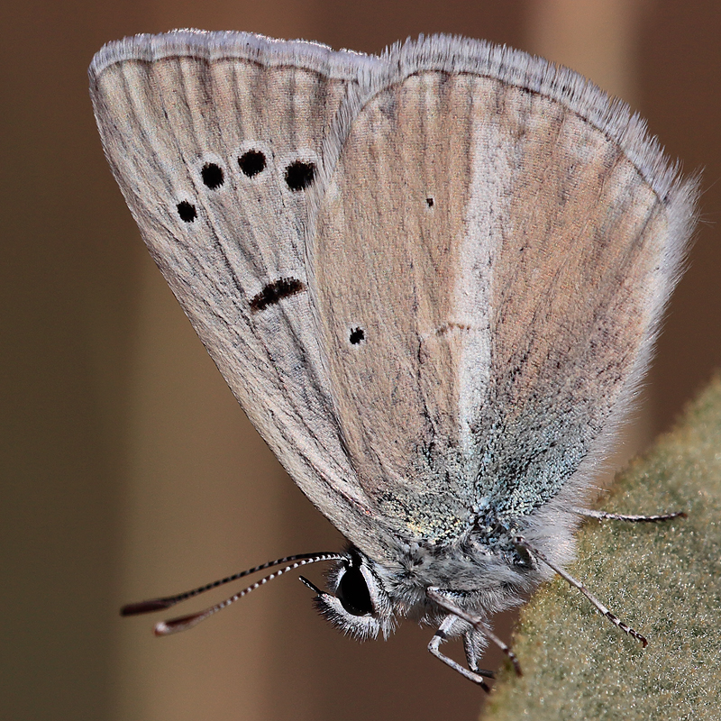 Polyommatus sp