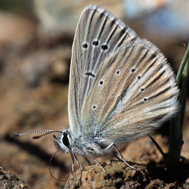 Polyommatus sp