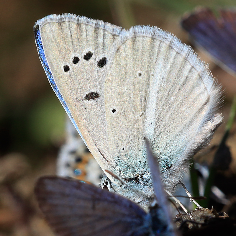 Polyommatus putnami