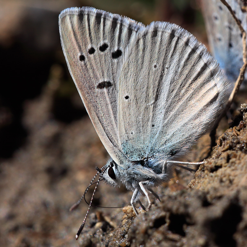 Polyommatus putnami