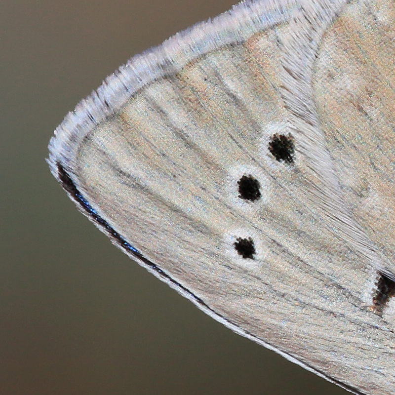 Polyommatus sp