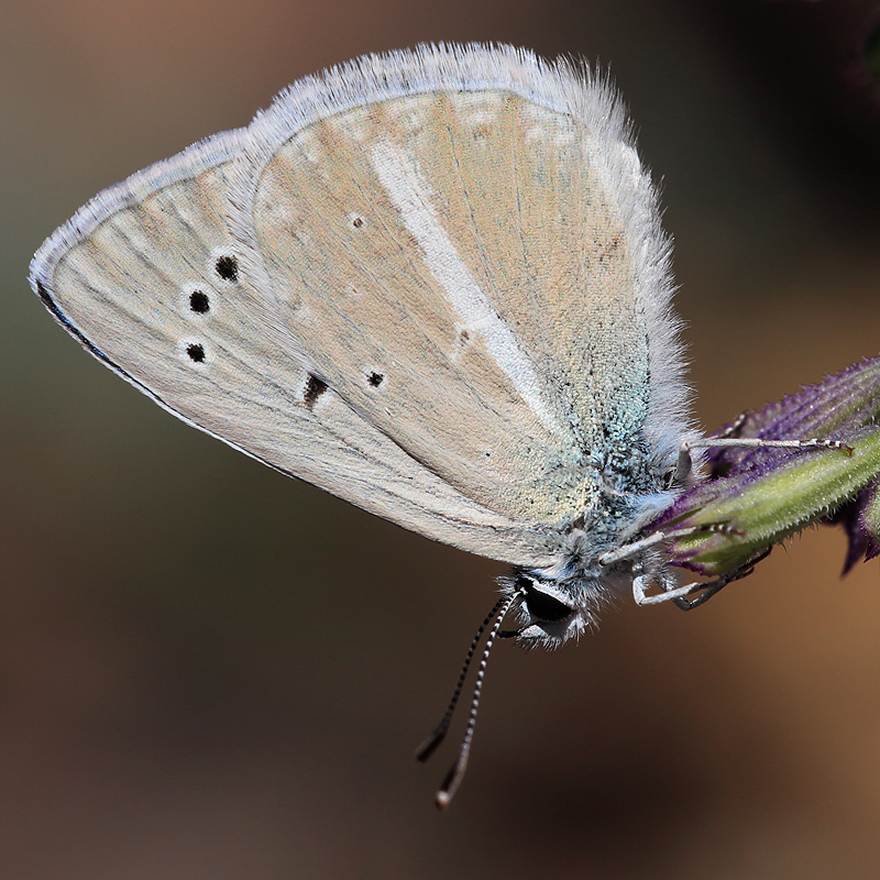 Polyommatus sp