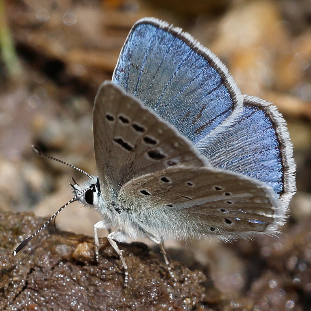 Polyommatus sp.