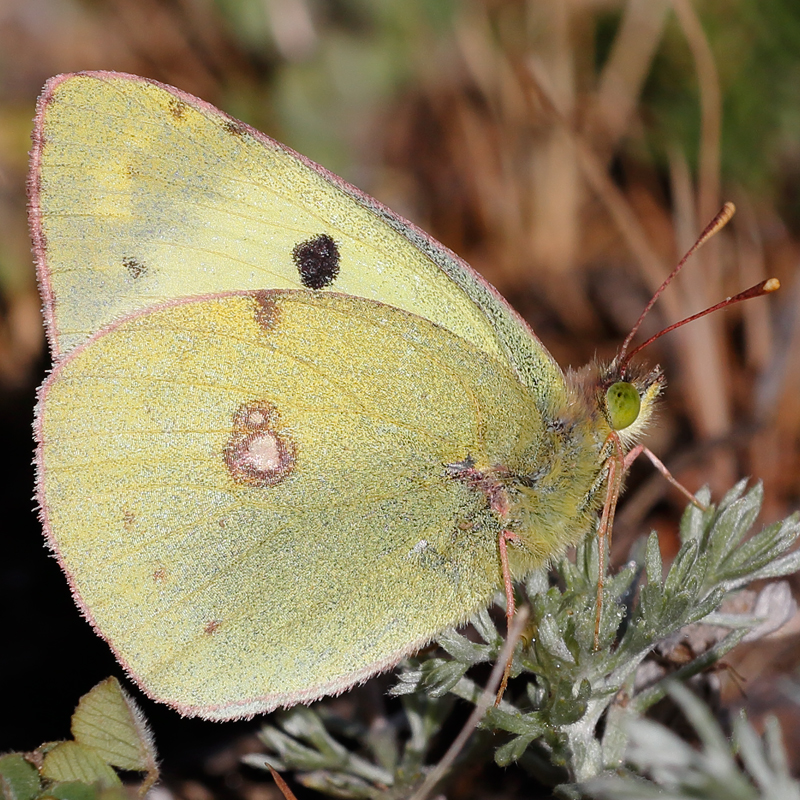 Colias sp