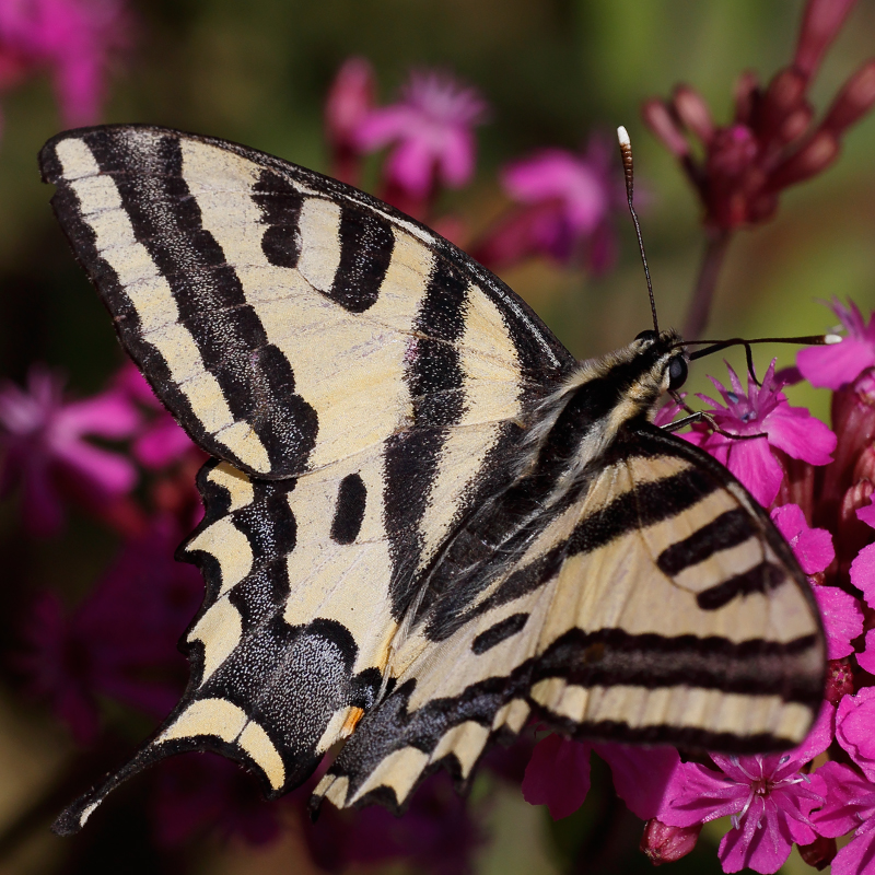 Papilio alexanor