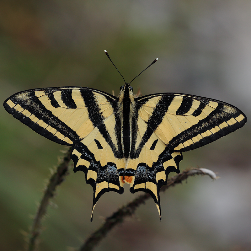 Papilio alexanor