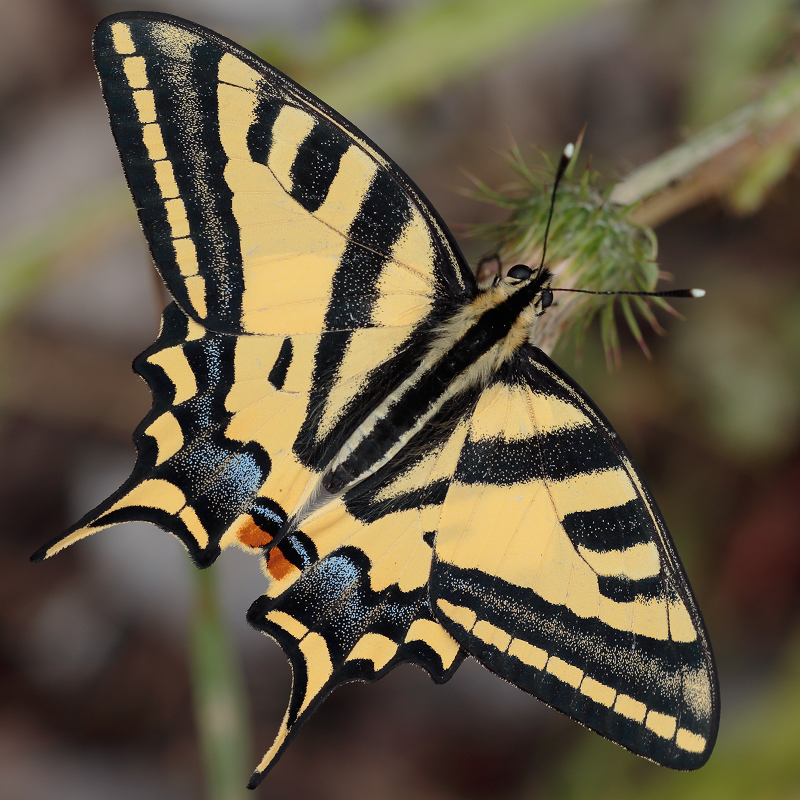 Papilio alexanor