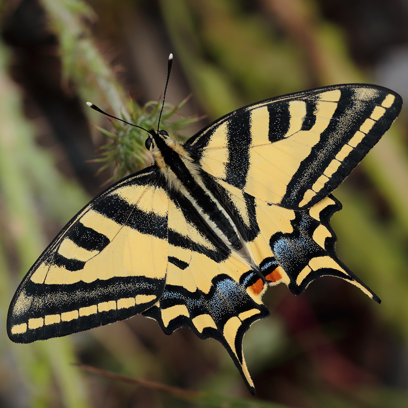 Papilio alexanor