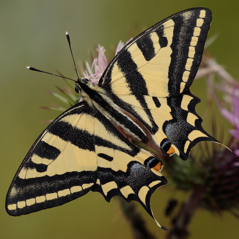 Papilio alexanor