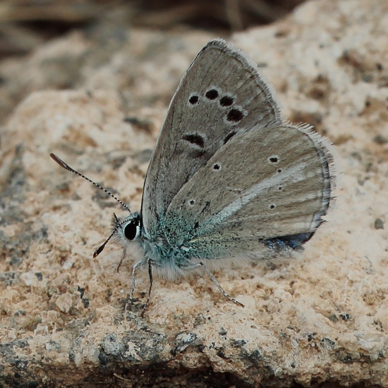 Polyommatus sp