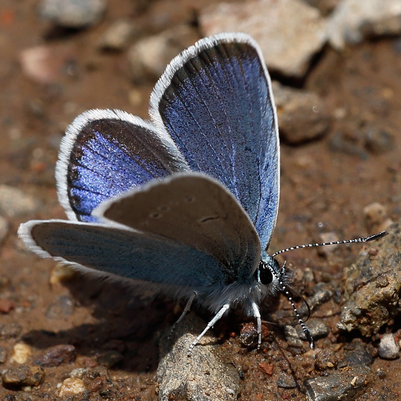 Polyommatus coelestinus