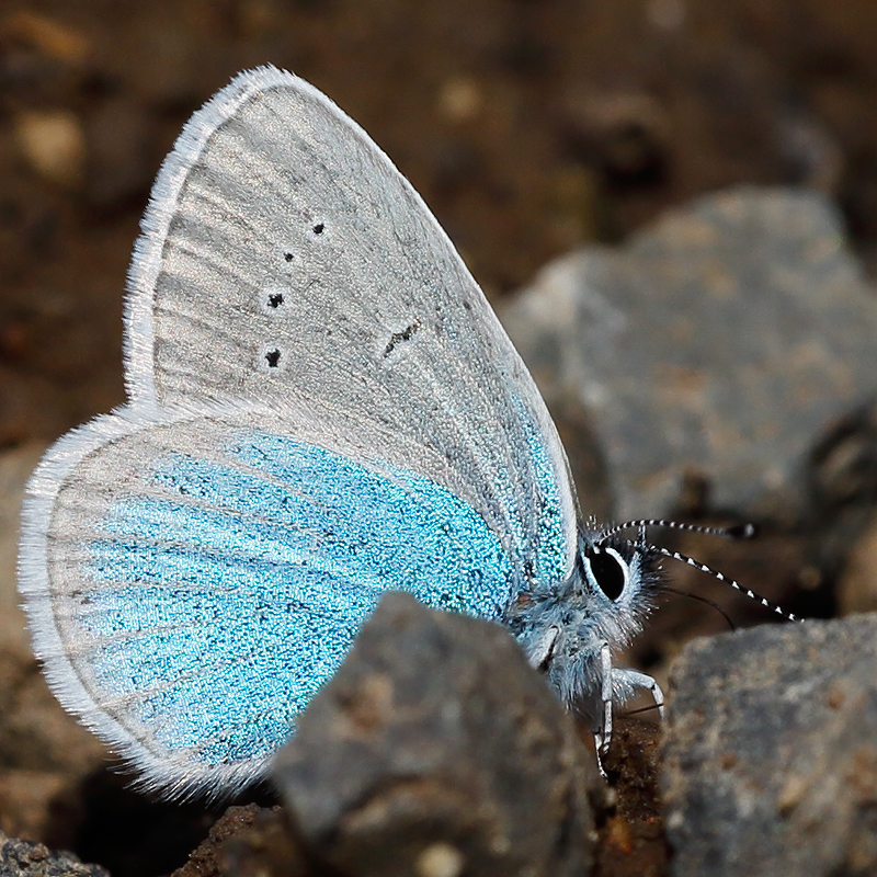 Polyommatus coelestinus