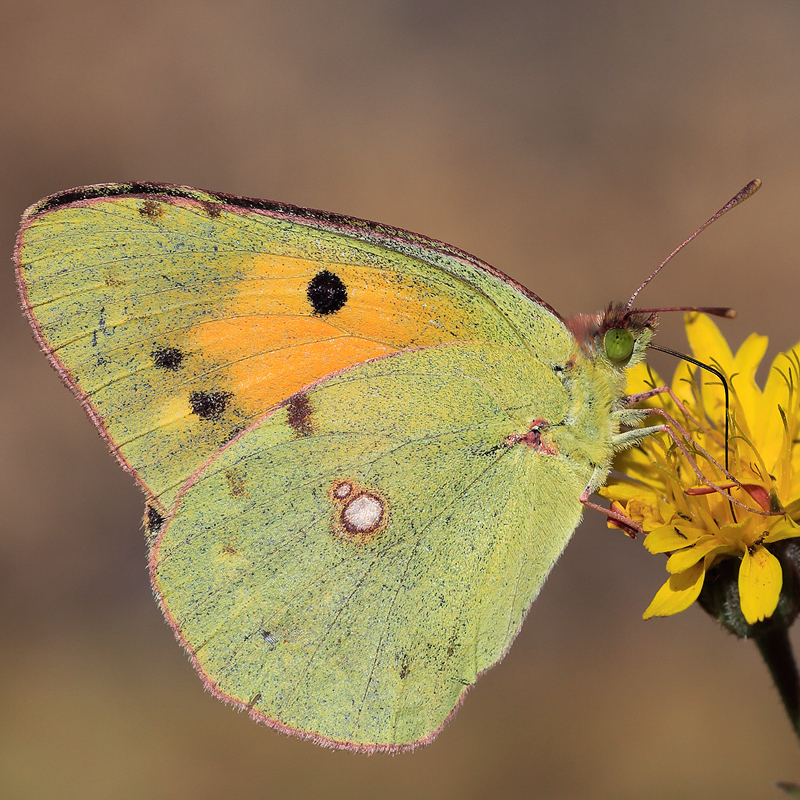 Colias thisoa