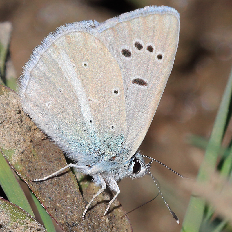 Polyommatus putnami