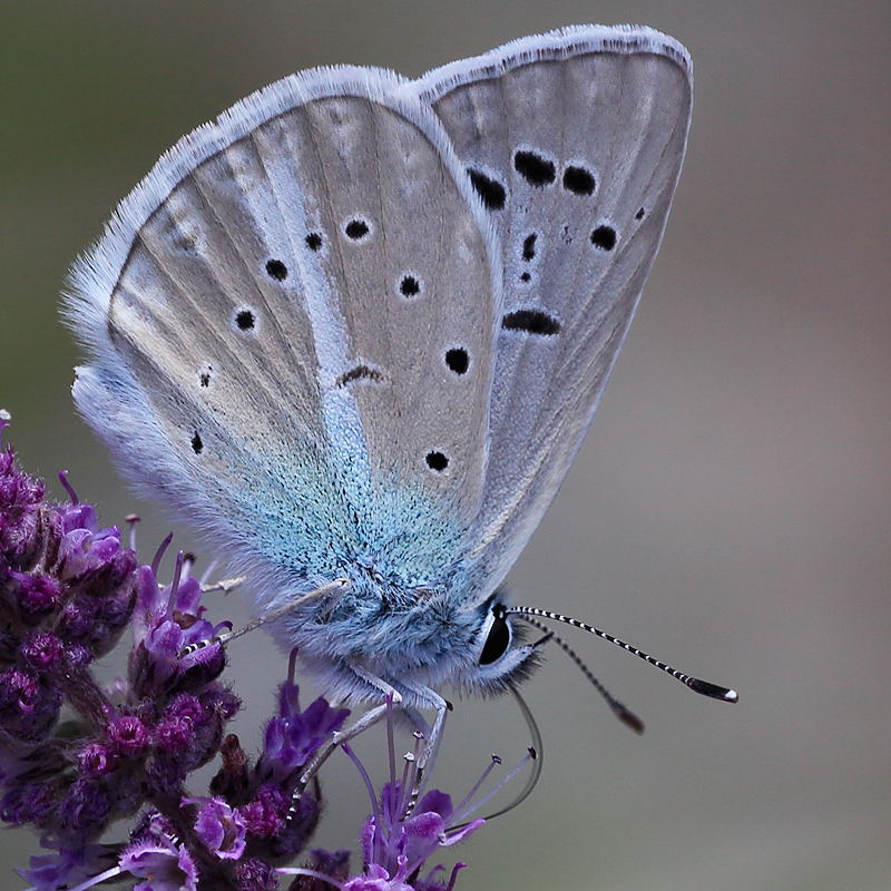 Polyommatus sp