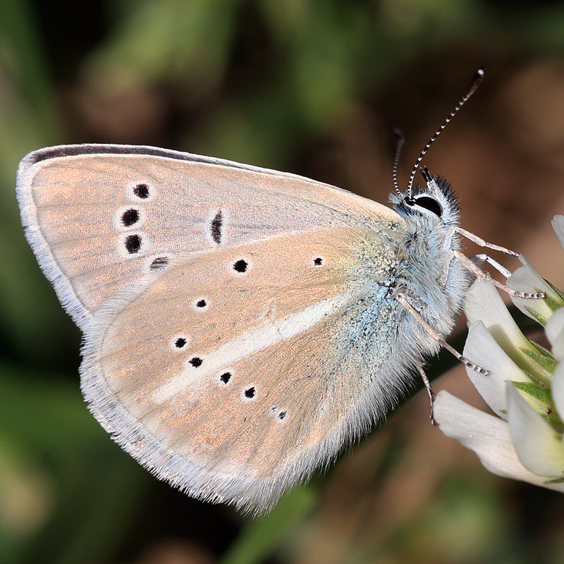 Polyommatus damon (kotshubeji)