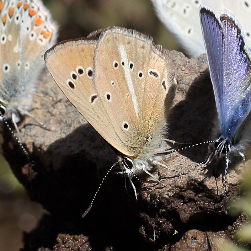 Polyommatus sp