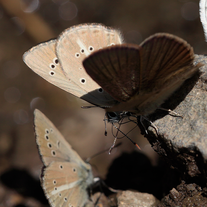 Polyommatus sp