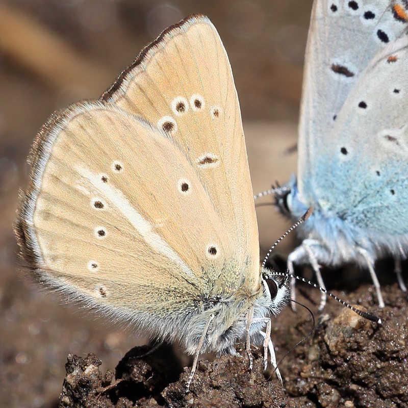 Polyommatus sp