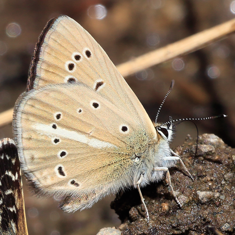 Polyommatus sp