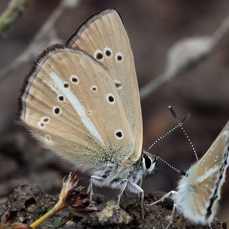 Polyommatus sp