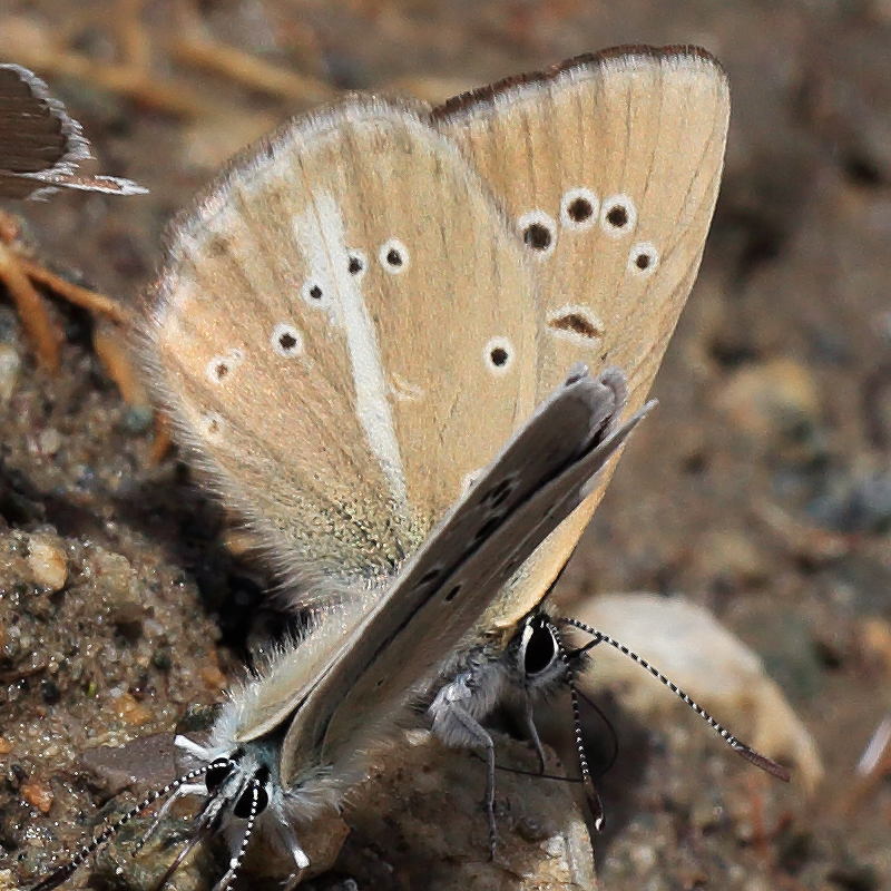 Polyommatus sp