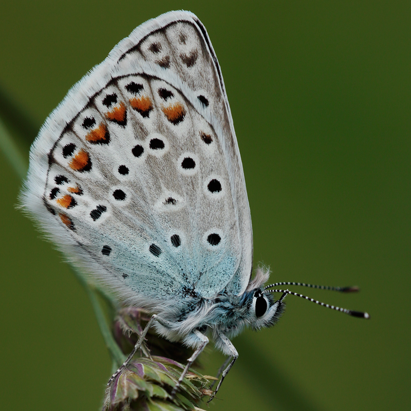 Polyommatus escheri